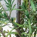 Lavandula dentata Leaf
