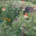 Kniphofia thodei