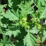 Nicandra physalodes Blatt