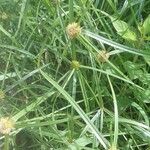 Cyperus aromaticus Floro