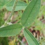 Trifolium montanum Leaf