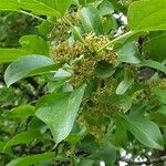 Frangula alnus 葉