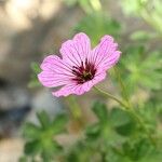 Geranium cinereumVirág