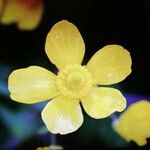 Ranunculus lingua Flor