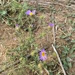 Machaeranthera tanacetifolia Flor