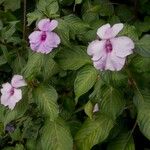 Impatiens flaccida Flor