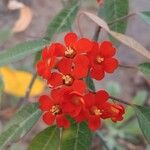 Euphorbia fulgens 花