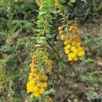 Acacia cultriformis Flor