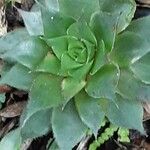 Sempervivum calcareum Лист