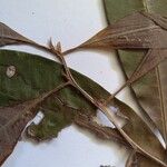 Ecclinusa guianensis Leaf