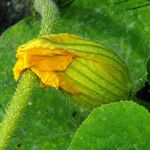 Cucurbita maxima Flor