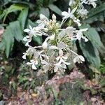 Calanthe triplicata Квітка