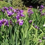 Iris versicolor Celota