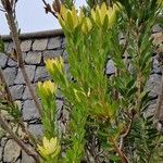 Leucadendron laureolum Frunză