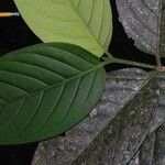 Posoqueria grandiflora Leaf