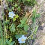 Parnassia palustrisЦветок