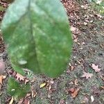 Malus domestica Leaf