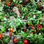 Cotoneaster horizontalis Frukt