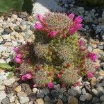 Mammillaria zeilmanniana Leaf