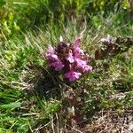 Pedicularis sylvatica Habit