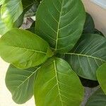 Ficus lutea Leaf