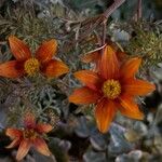 Bidens triplinervia Flor