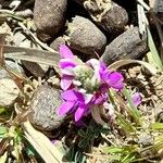 Dalea boliviana Flower