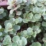 Sedum spurium Blad