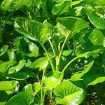 Cardiocrinum giganteum Hoja