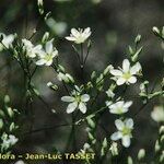 Minuartia setacea Flor