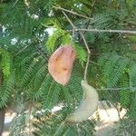 Jacaranda mimosifolia Fruit