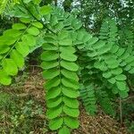 Robinia pseudoacacia葉