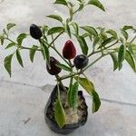 Capsicum frutescens برگ