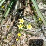 Centaurium maritimumFlower