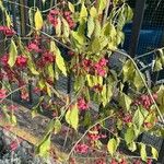 Euonymus europaeusFlower