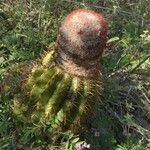 Melocactus intortus موطن