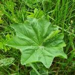 Alchemilla acutiloba Лист