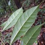 Pouteria coriacea 葉