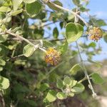 Buddleja fragifera Hábito