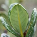 Gaertnera rotundifolia Levél