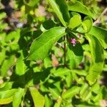 Malpighia glabra Leaf