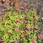 Potentilla nepalensis موطن