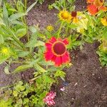 Helenium autumnale Квітка