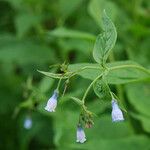 Mertensia paniculata Flower