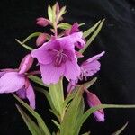 Epilobium speciosum