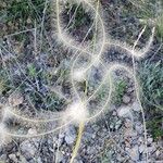 Stipa pennata Fleur