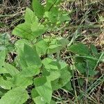 Scrophularia nodosa Blad