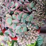Sedum sieboldii Hábito