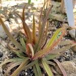 Drosera adelae Hoja