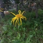 Arnica montana Blüte